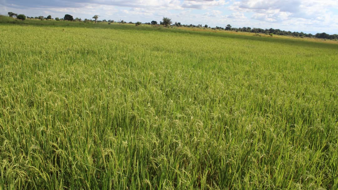 our-services-3 WhatsApp Image 2022 06 13 At 7.45.52 AM